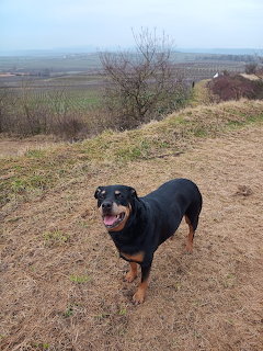Rottweiler dog on hilltop trail with farmland and bare tree in background