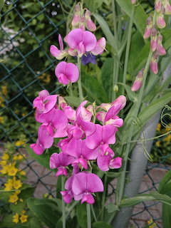 Pink Sweet Pea Flowers