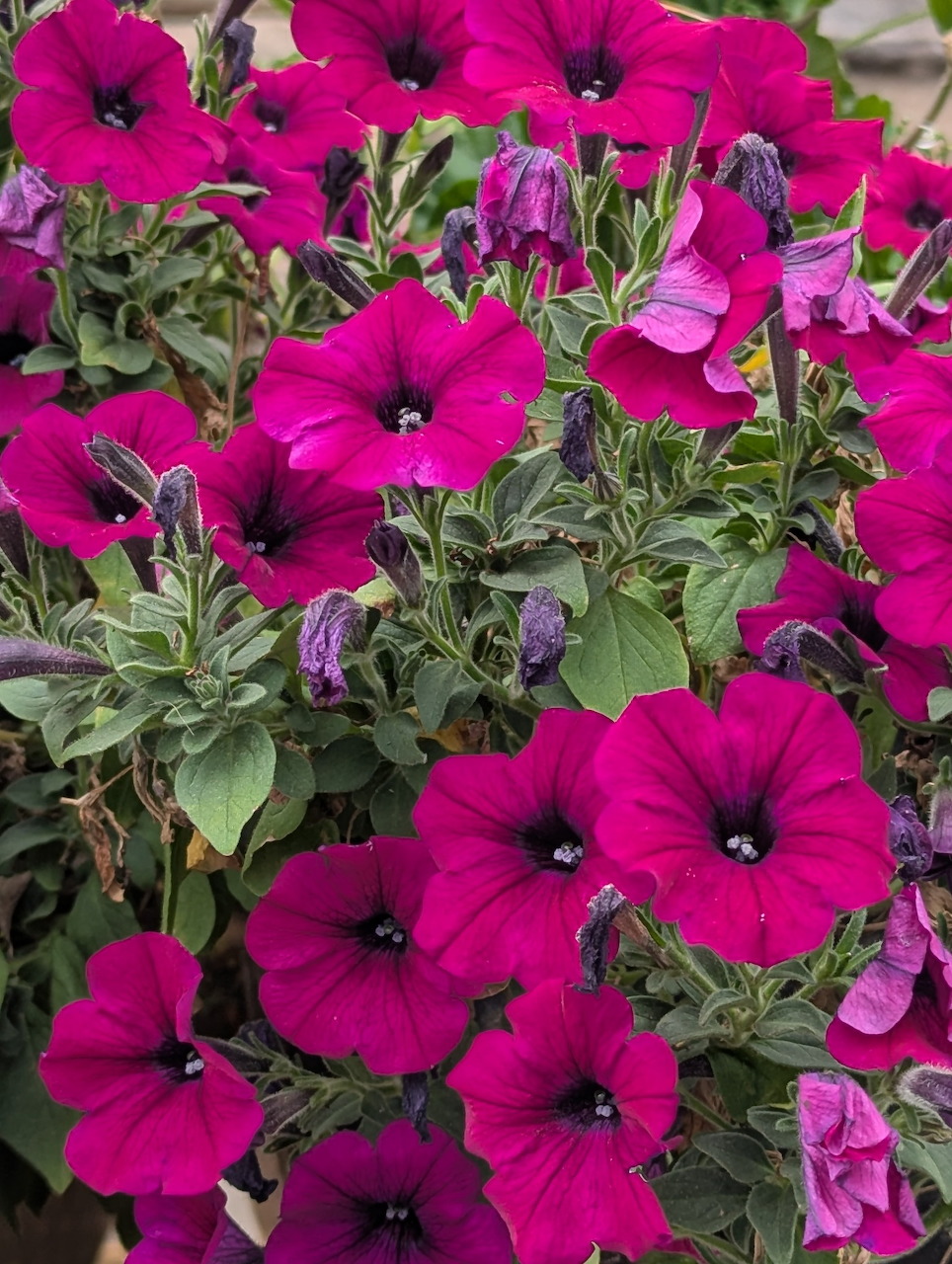 Close-up of bright magenta petunia flowers with green leaves and buds