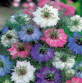 Nigella Flowers