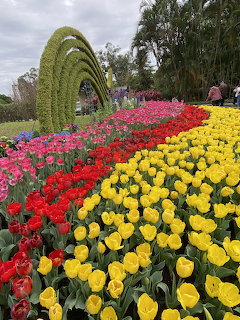 Colorful Tulip Flower Field