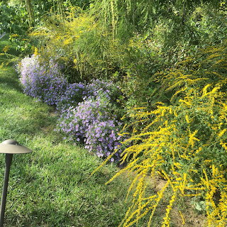 Goldenrod Aster Border