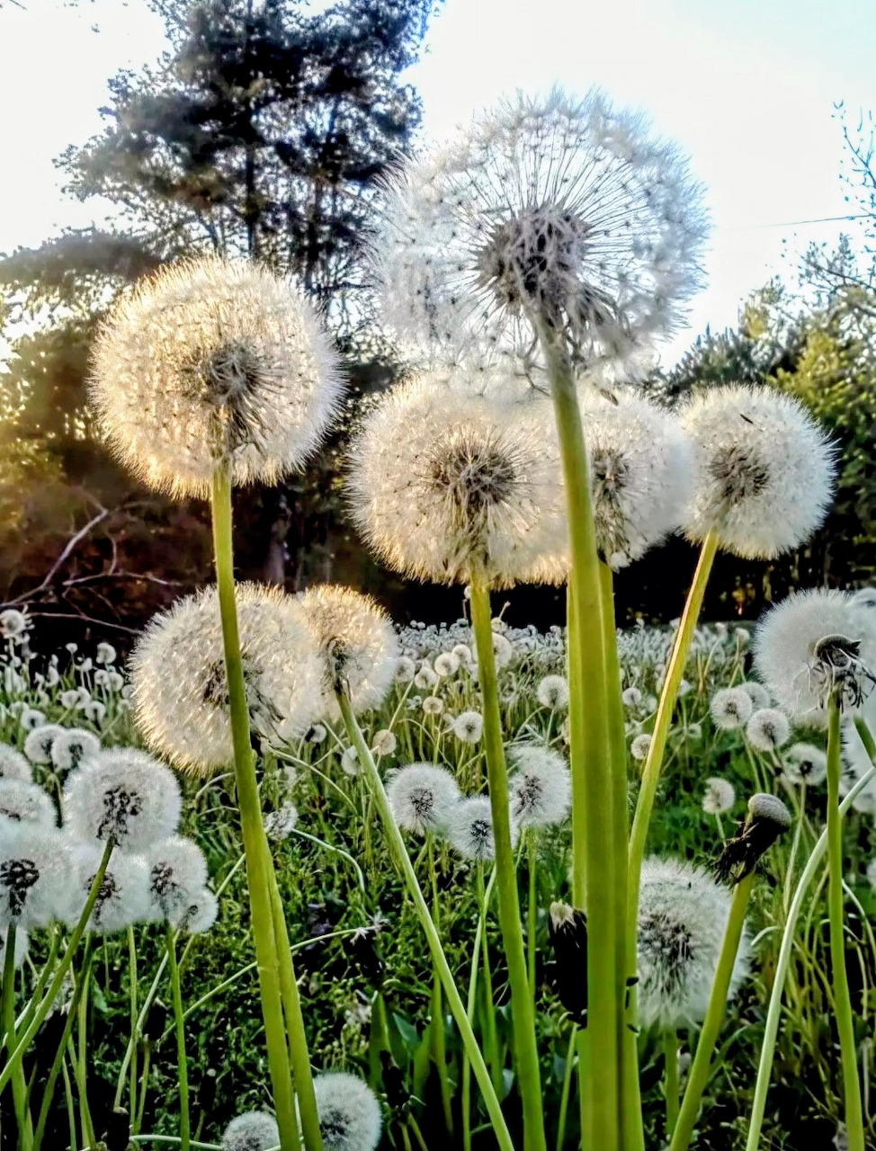 White dandelion seed heads standing in a grassy field with trees in the background
