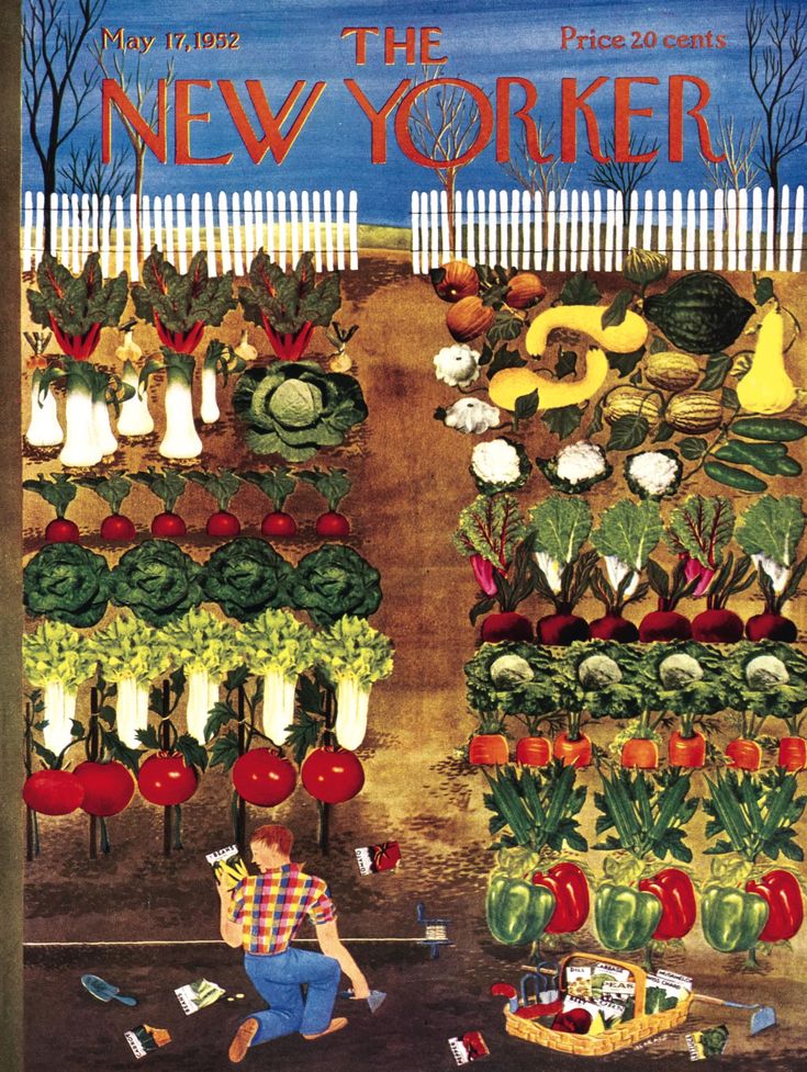 Illustration of organized vegetable garden rows with tomatoes, cabbages, corn behind white fence