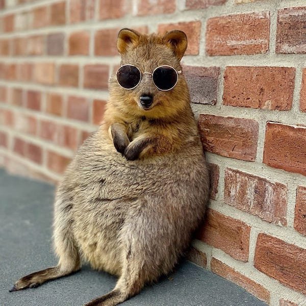 Quokka wearing round sunglasses sitting against a brick wall
