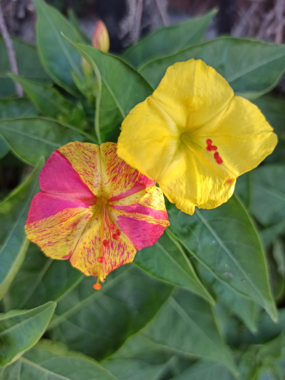 Colorful Mirabilis Jalapa Flowers