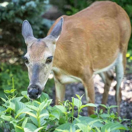 Deer