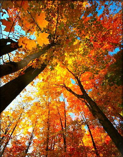 Looking up at tall maple trees with bright fall foliage in orange, yellow and red against blue sky
