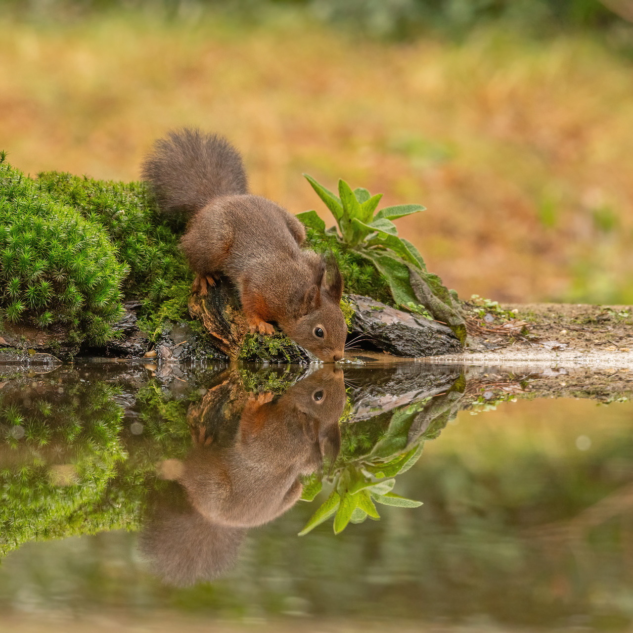Red squirrel drinking from pond with mirror reflection, green moss and autumn background
