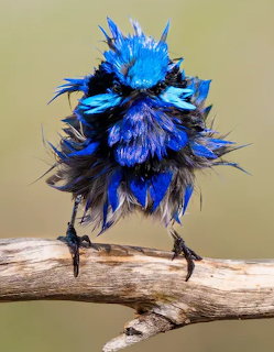 Sogy Splendid Fairywren