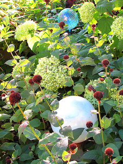 Green hydrangeas with blue and white decorative gazing balls in garden