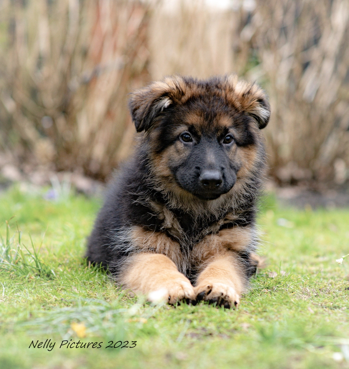 Fluffy German Shepherd puppy lying on grass looking at camera with blurred bushes in background