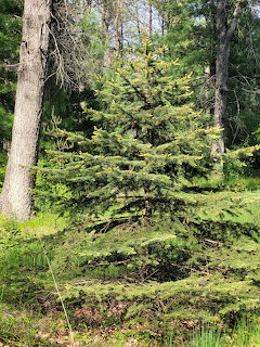 Young green pine tree growing in a forest with mature trees in the background