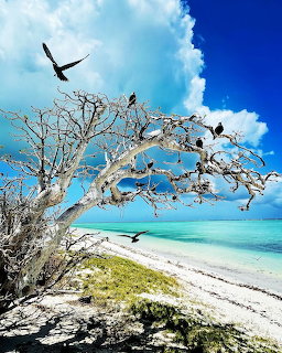 Leafless tree with birds on a tropical beach beside turquoise water under a bright blue sky