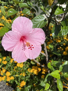 Pink hibiscus flower with red center and yellow stamens among green leaves and small yellow flowers