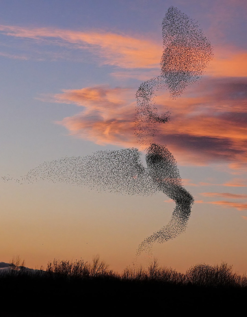 Starling Murmuration