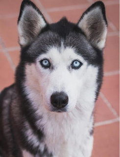 Siberian Husky with blue eyes and black and white markings looking at camera