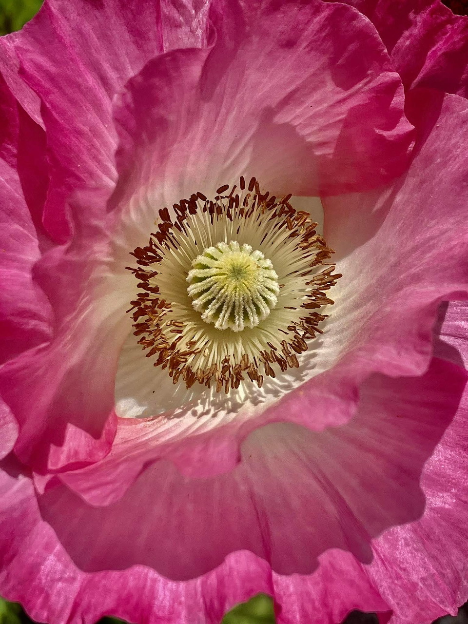Orange island poppy flower with delicate petals in close-up view