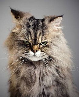 Grumpy Long-Haired Cat Portrait