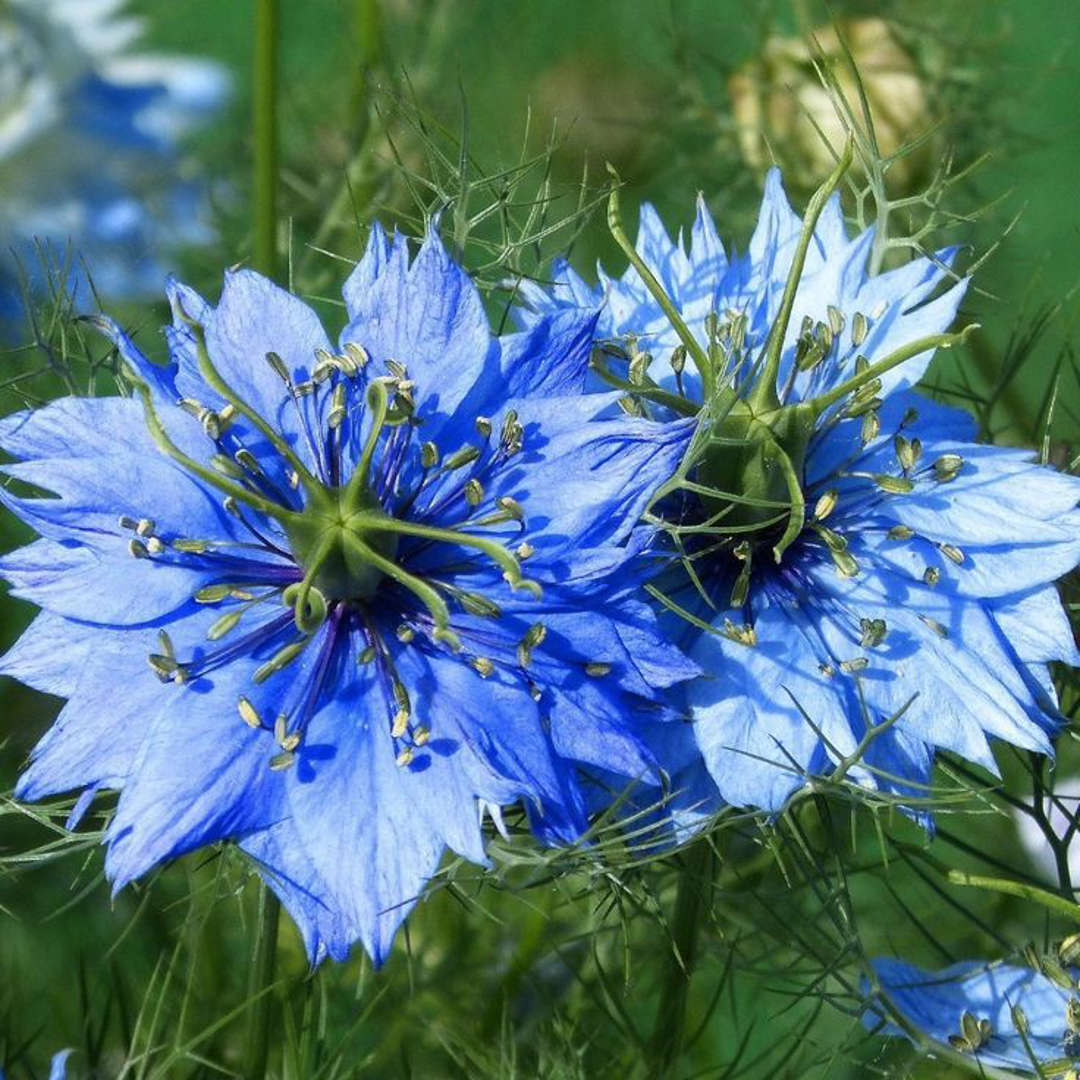 Blue Love in a Mist flowers with wispy thread-like foliage and prominent stamens