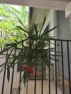 Japanese kadomatsu with bamboo, pine, and straw wrapping
