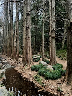 Tall trees lining a small forest stream with green shrubs and rocky ground