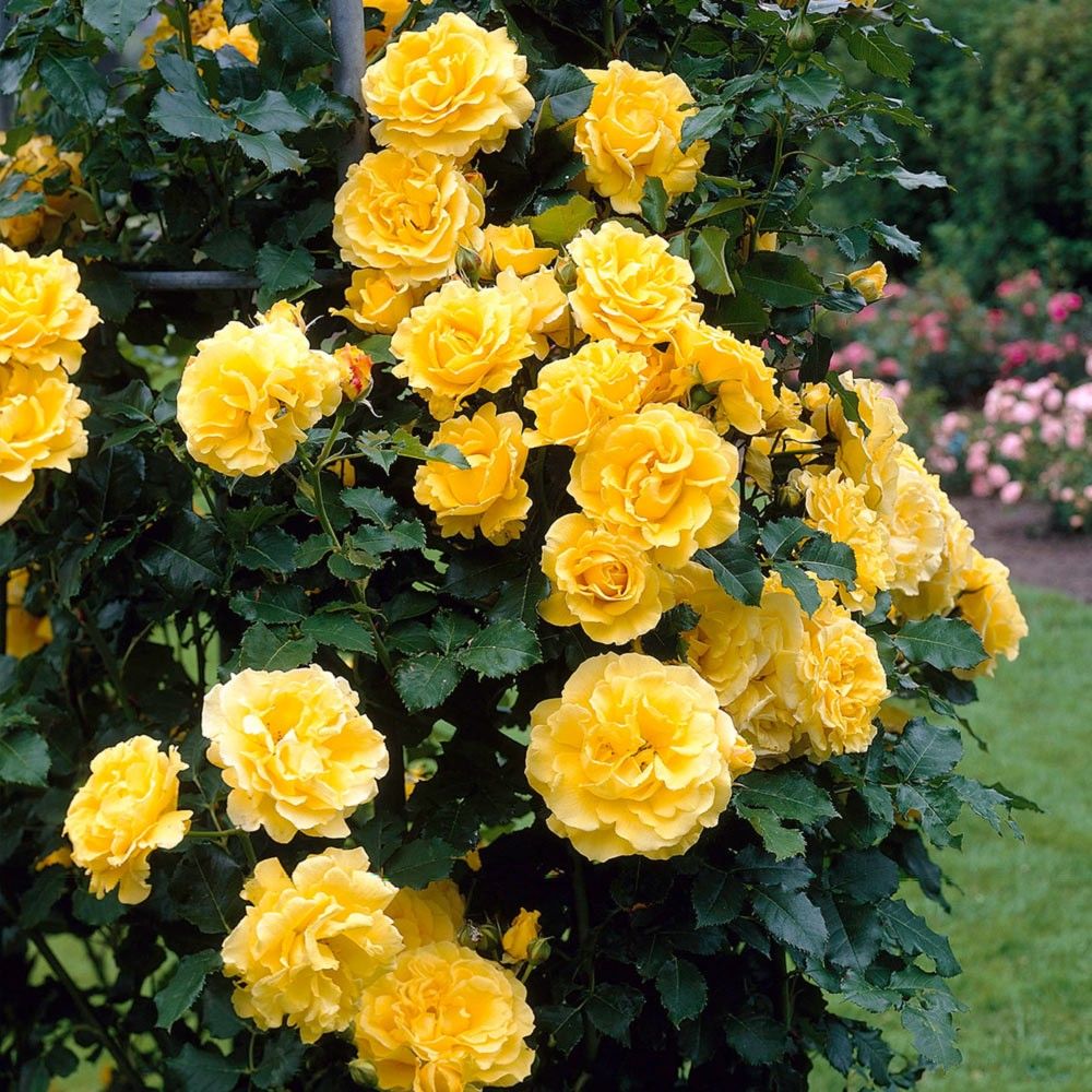Cluster of bright yellow roses blooming on a leafy garden bush