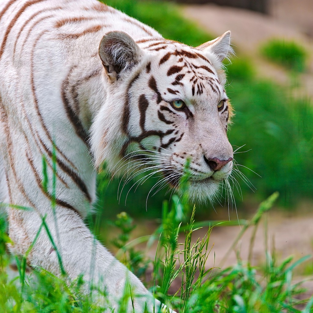 White tiger with black stripes walking through green grass, face in profile showing whiskers and blue eyes