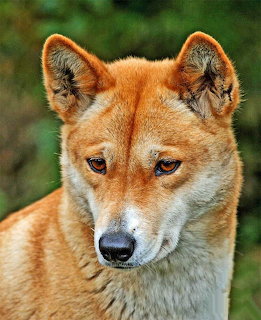Close-up photo of a dingo with golden-orange fur looking directly at the camera