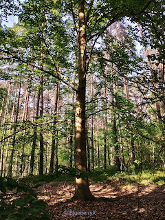 Beech Tree in Forest