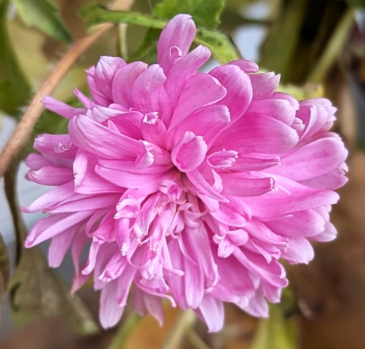 Close-up of a pink aster flower with many layered petals