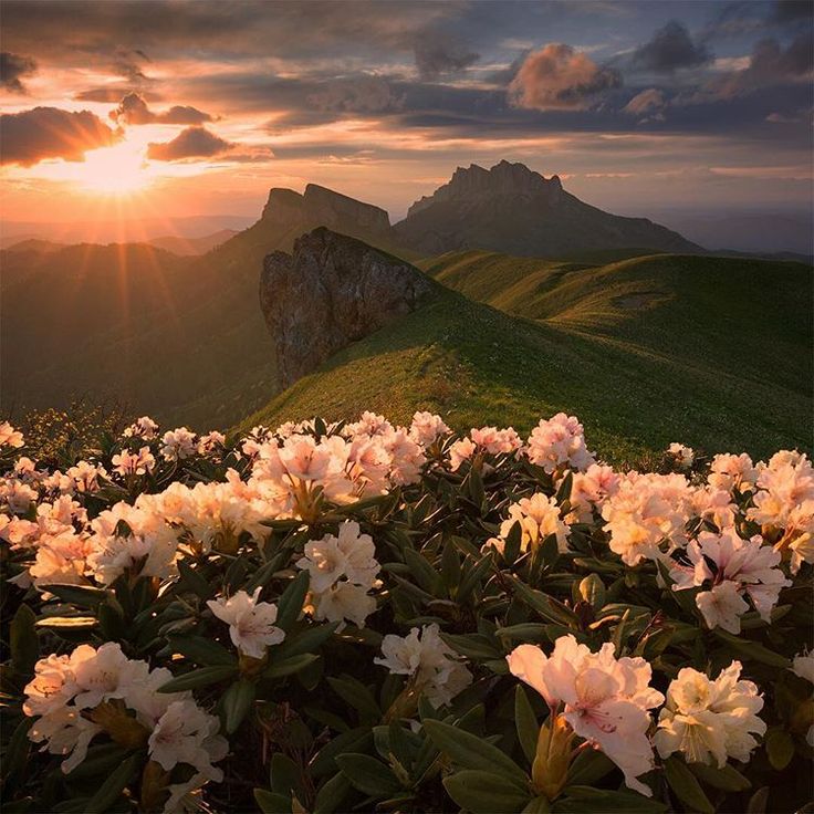 Pink rhododendrons blooming on mountainside at sunset with dramatic peaks and cloudy sky
