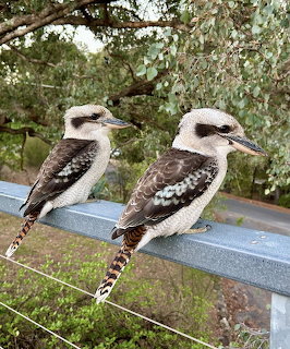 Kookaburra Pair Perched