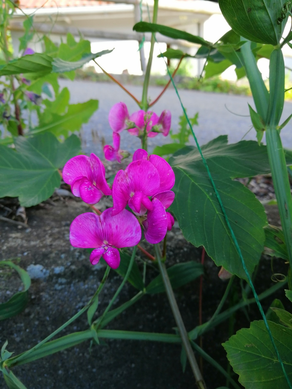 Pink Sweet Pea Flower