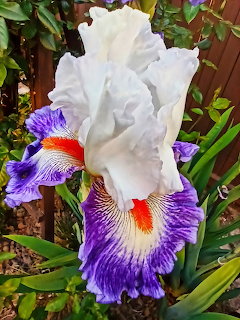 White Purple Iris