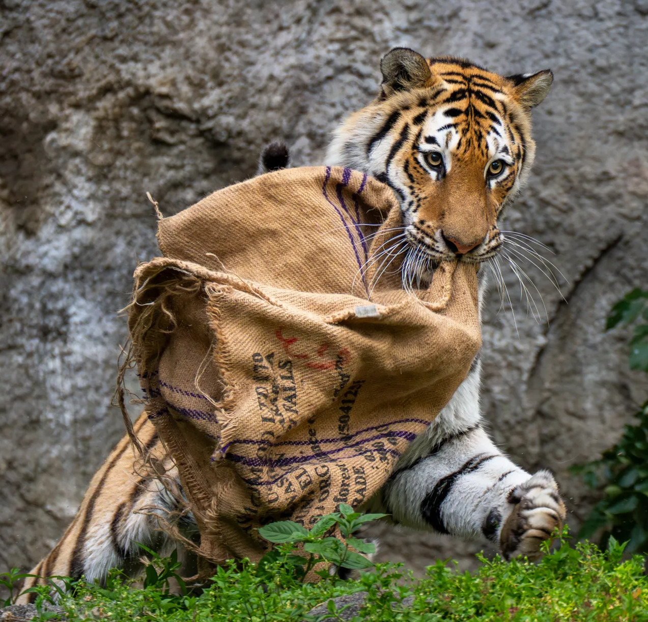 Tiger Playing with Burlap Sack