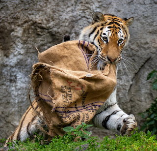 Laura the tiger plays with a hessian sack at Hamamatsu City Zoo