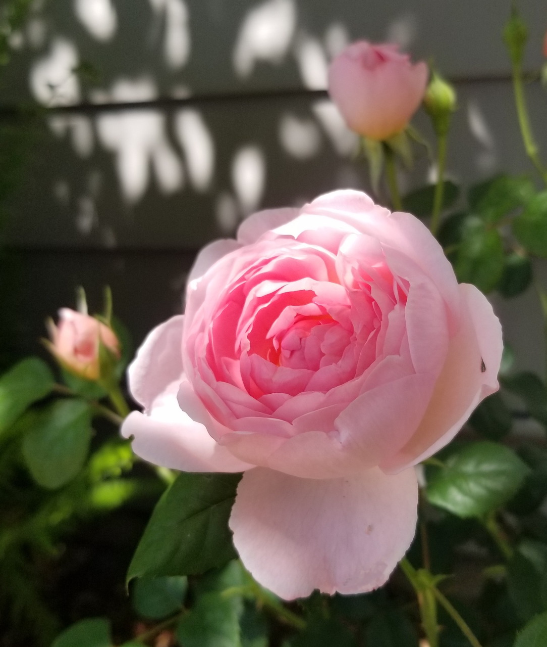 Close-up of a bloming pink rose with green foliage and buds in a garden