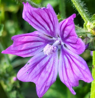 Close-up of a purple mallow flower with striped petals and green stem