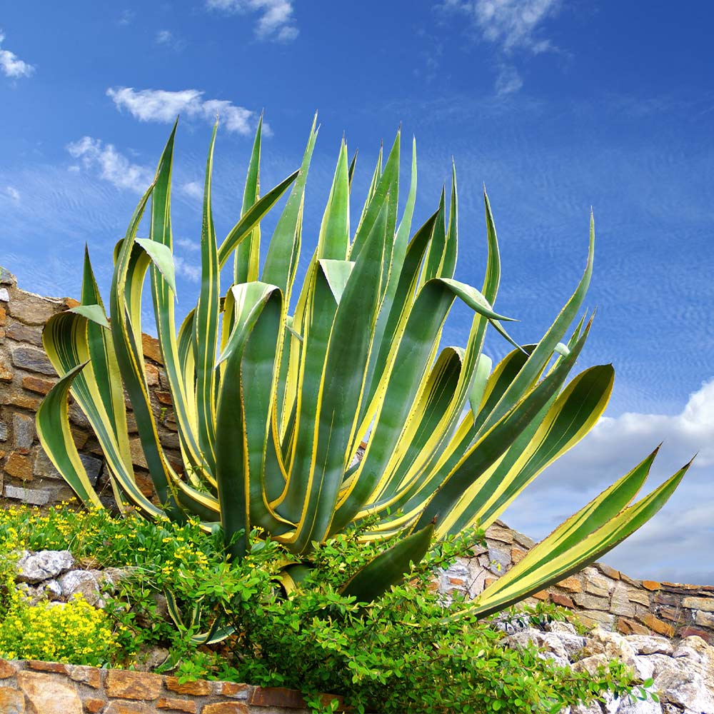Variegated agave plant with spiky green and yellow leaves on a rocky slope beneath a blue sky