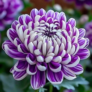 Purple White Striped Chrysanthemum