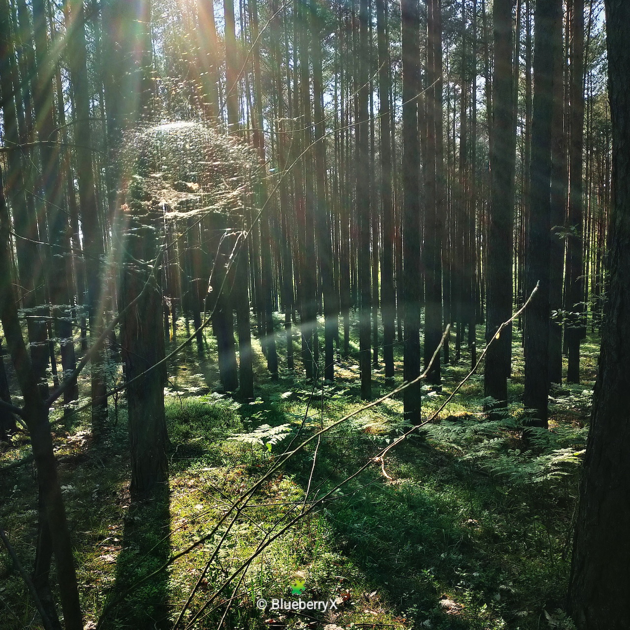 Sunlight filtering through tall trees in a dense forest with mossy ground