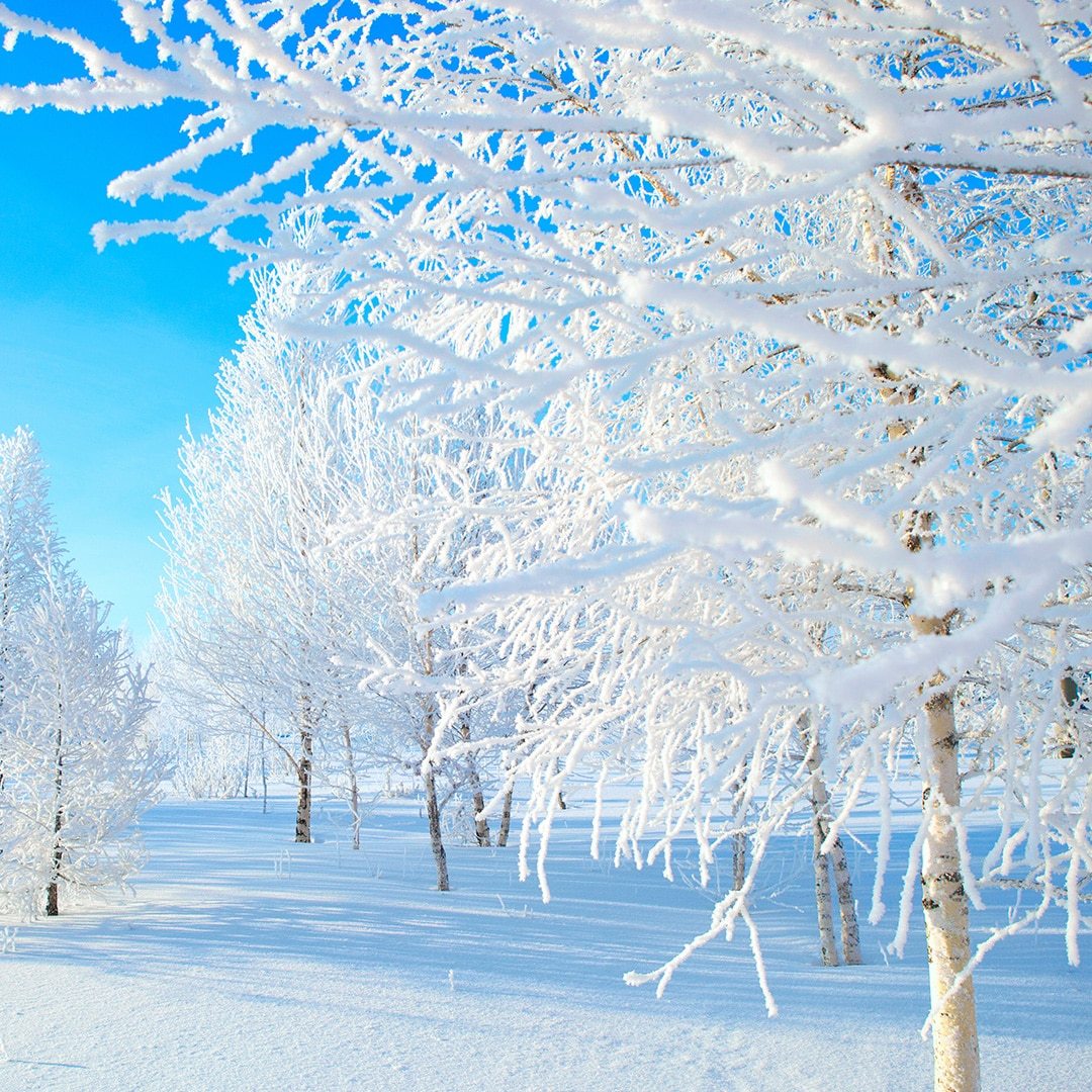 Snow-covered trees with frost-laden branches along a winter path under blue sky