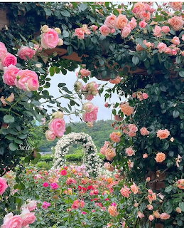 Pink and coral roses covering a white garden archway with colorful flower beds below