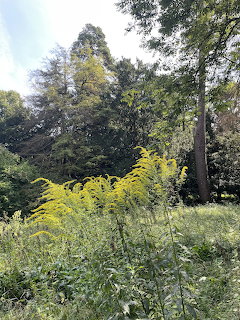 Yellow Wildflowers and Trees
