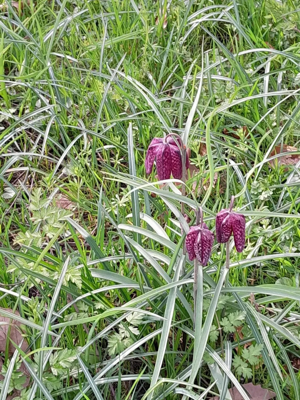 Purple snake's head fritillary flowers in tall green grass