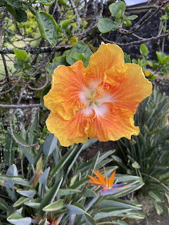 Large orange and yellow hibiscus flower bloming among green tropical leaves and a bird of paradise