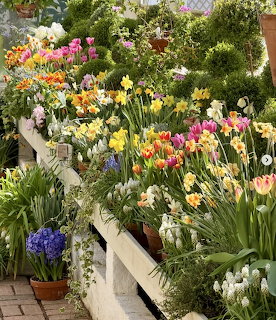 Potted tulips and daffodils in a colorful spring garden display on white steps