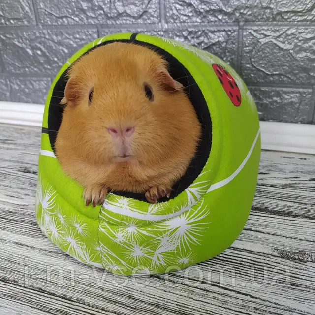 Guinea Pig Bed