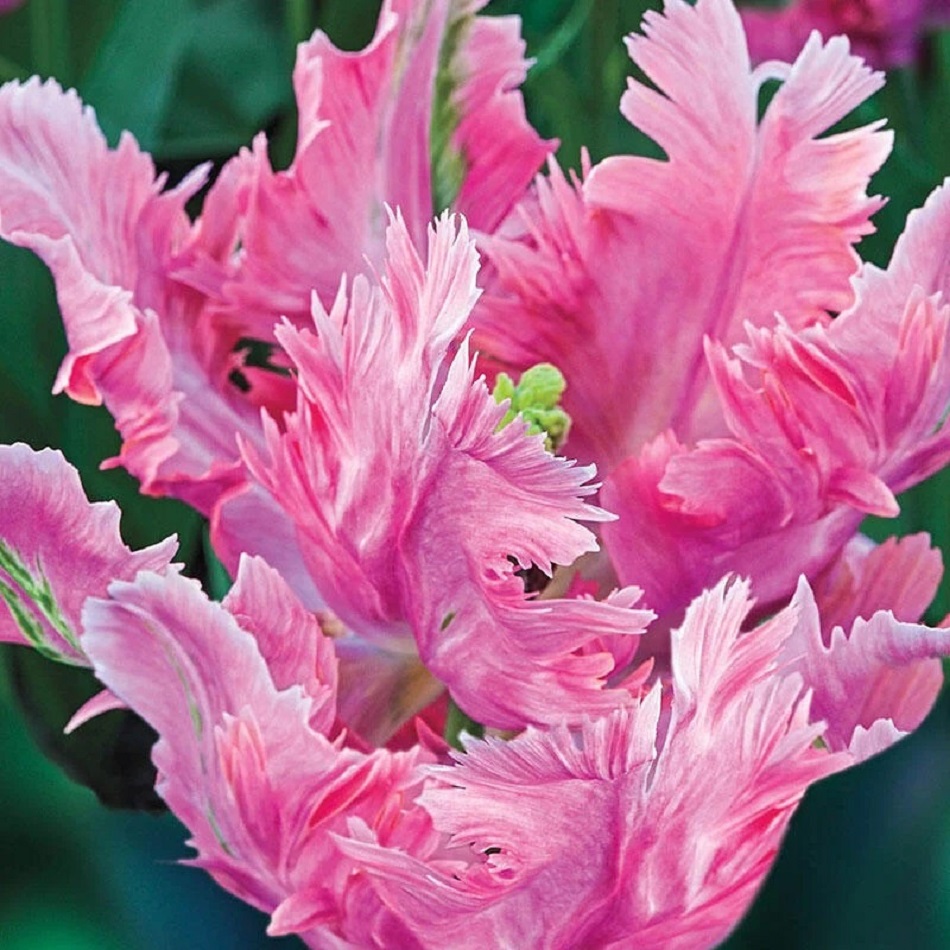 Pink Parrot Tulips in Bloom